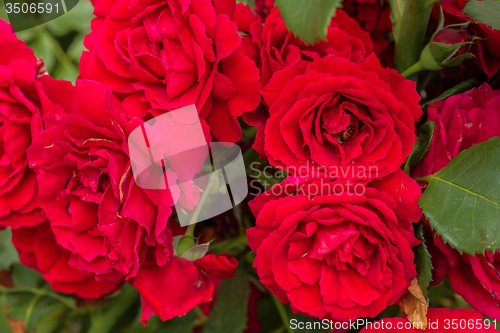 Image of beautiful red roses for romatic background