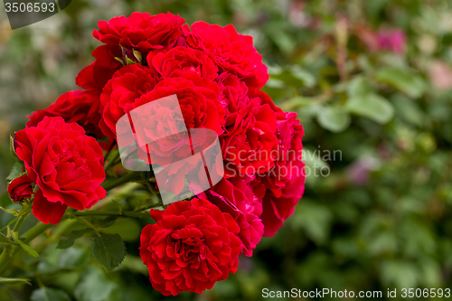 Image of beautiful red roses for romatic background