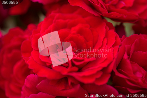 Image of beautiful red roses for romatic background