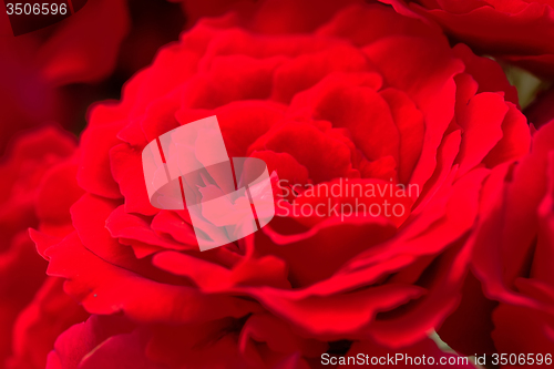 Image of beautiful red roses for romatic background