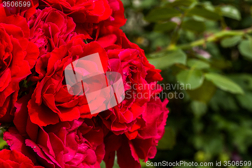 Image of beautiful red roses for romatic background