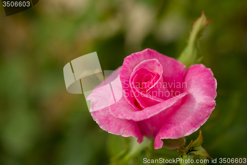 Image of beautiful violet hibiscus in garden