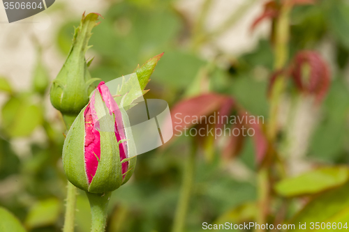 Image of beautiful pink roses in garden
