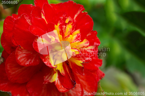 Image of Macro of Flowers begonia