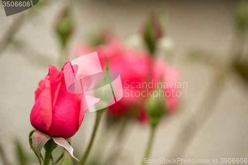 Image of beautiful pink roses in garden