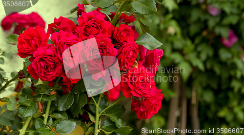 Image of beautiful red roses for romatic background