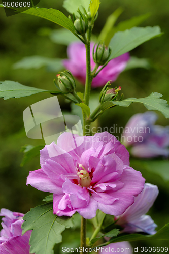 Image of beautiful violet hibiscus in garden