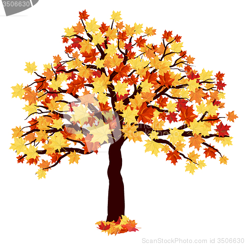 Image of Autumn Maple Tree