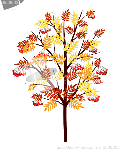 Image of Autumn Rowan Tree