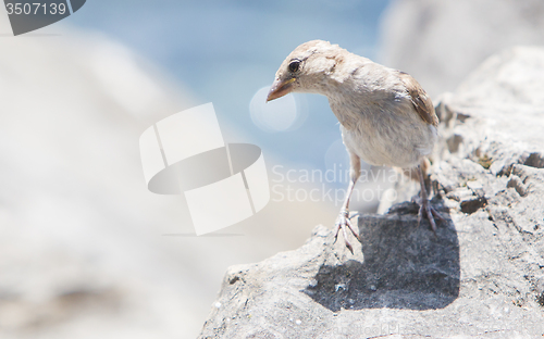 Image of Young sparrow on the waterfront stone