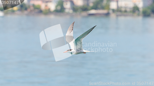 Image of Common Tern in flight