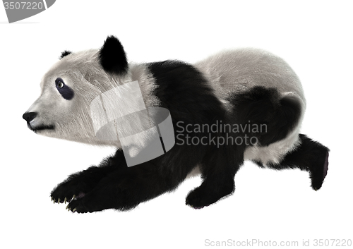 Image of Panda Bear Cub