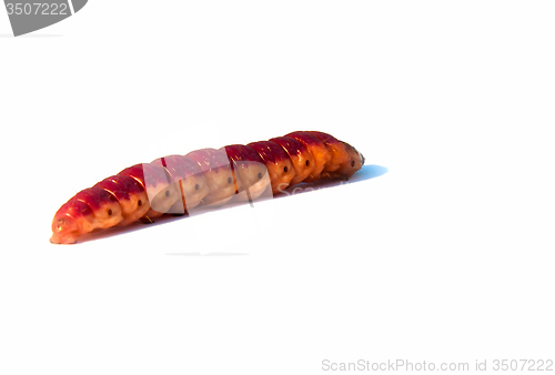 Image of large, colorful caterpillar on a white background