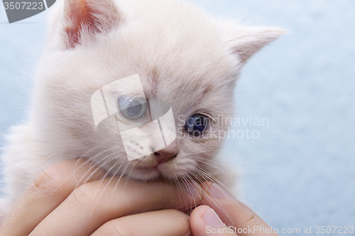 Image of kitten in the hands of