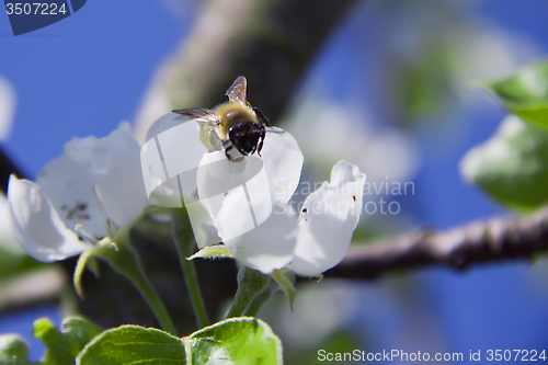 Image of tree branch of Apple blossoms white flowers, a bee sitting on a 