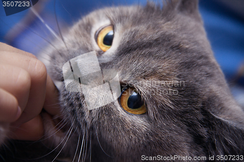 Image of British cat lightly biting your finger man