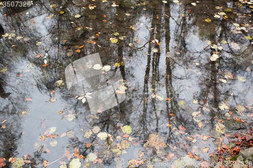 Image of Forest in autumn with reflection in water strewn with fallen lea