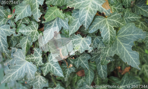 Image of Ivy plant