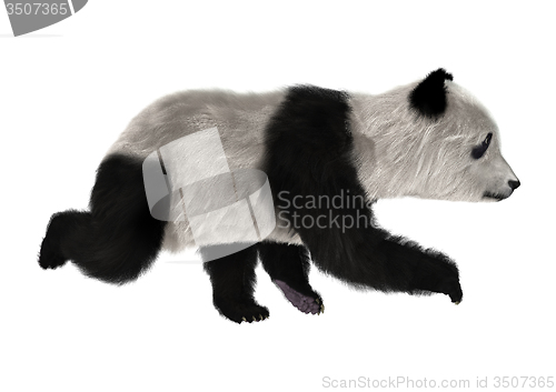 Image of Panda Bear Cub