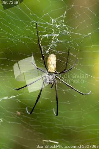 Image of Nephila pilipes, big spider, Bali, Indonesia