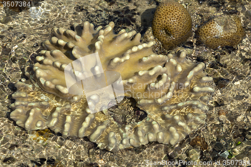 Image of coral in low tide, indonesia