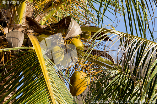 Image of coco-palm tree with yellow nut
