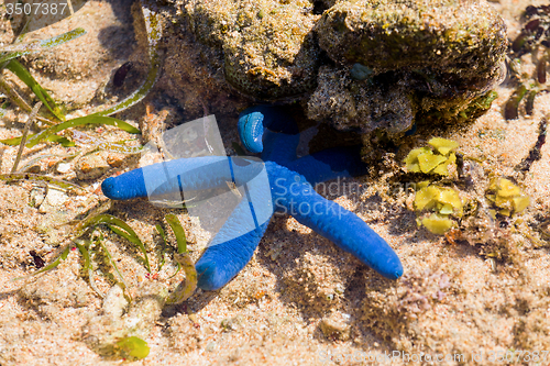 Image of blue starfish in low tide, indonesia