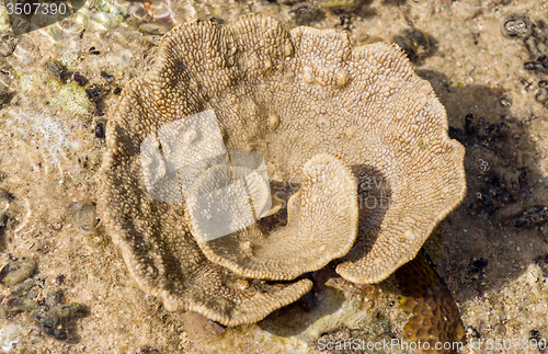 Image of coral like flower in low tide, indonesia