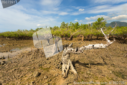 Image of mangrove tree North Sulawesi, Indonesia