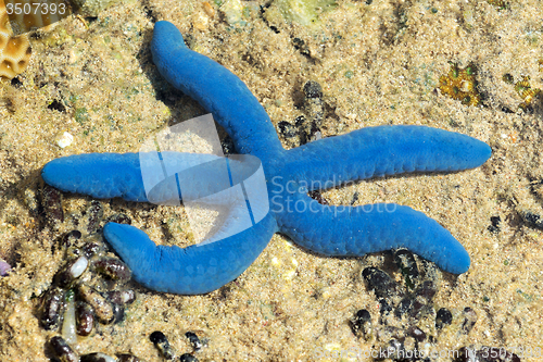 Image of blue starfish in low tide, indonesia