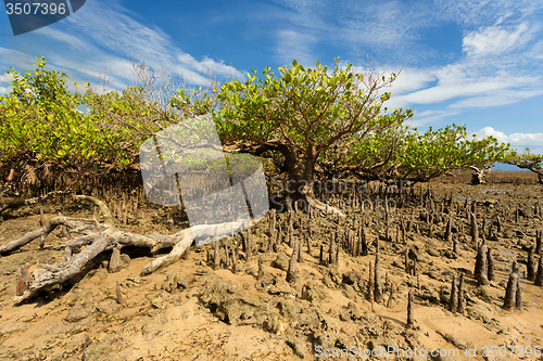 Image of mangrove tree North Sulawesi, Indonesia