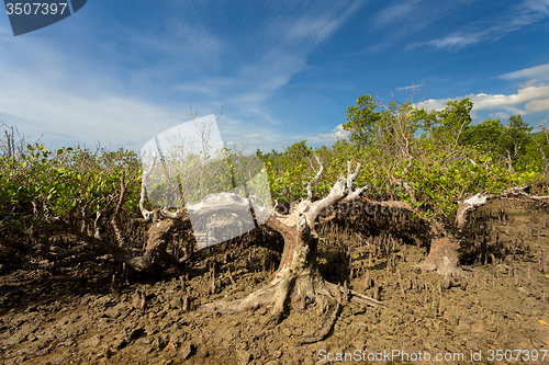 Image of mangrove tree North Sulawesi, Indonesia