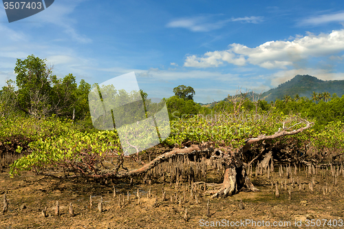 Image of mangrove tree North Sulawesi, Indonesia