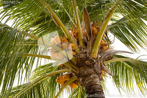 Image of coco-palm tree with yellow nut