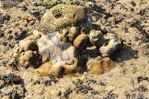 Image of coral in low tide, indonesia