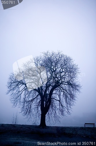 Image of Tree in Fog