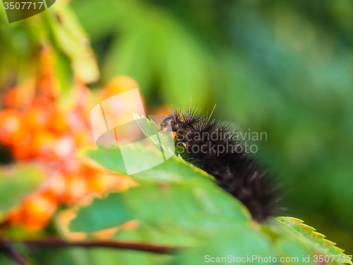 Image of Fury dark brown caterpillar eating on a fresh green leaf in fore