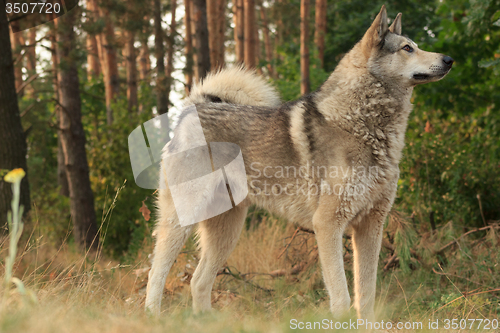 Image of Grey dog in wood