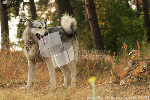 Image of Grey dog in wood