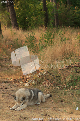 Image of Grey dog in wood