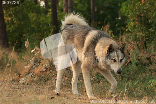 Image of Grey dog in wood