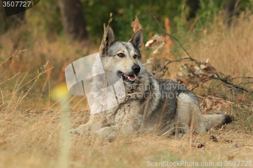 Image of Grey dog in wood