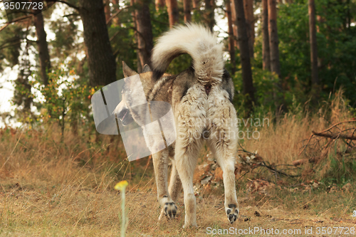 Image of Grey dog in wood