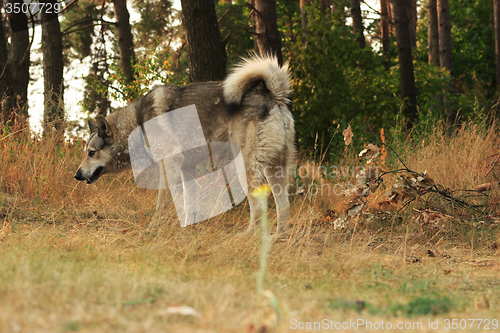 Image of Grey dog in wood