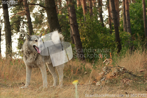 Image of Grey dog in wood