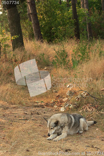 Image of Grey dog in wood