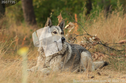 Image of Grey dog in wood