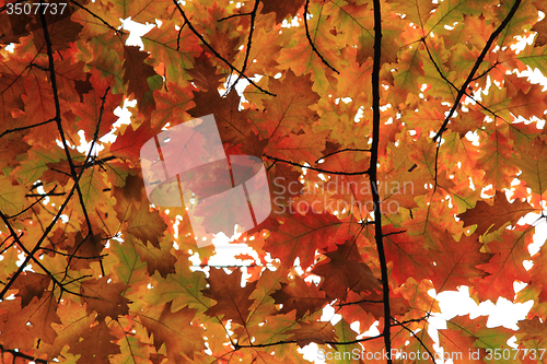 Image of autumnal leaves texture 