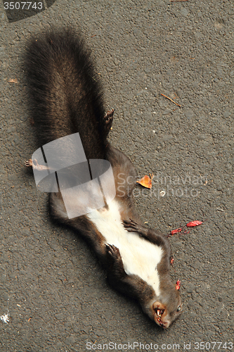 Image of dead squirrel