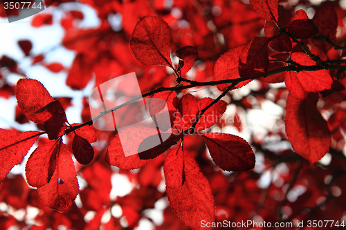 Image of autumnal leaves texture 
